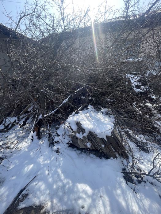 Бесплатно отдам дрова , дерево (урюк)