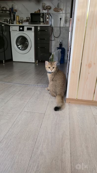 Продаётся золотая шиншилла