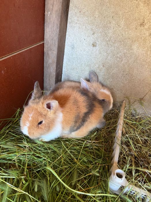 Vând  9 puiii iepuri pitici