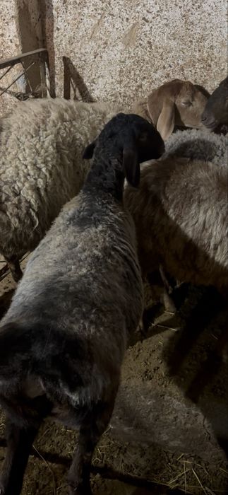 Sovluq bara sotiladi boğoz