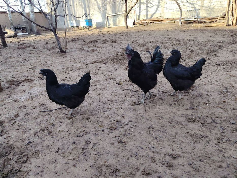 Uhayul xuroz va tovuqlar sotiladi