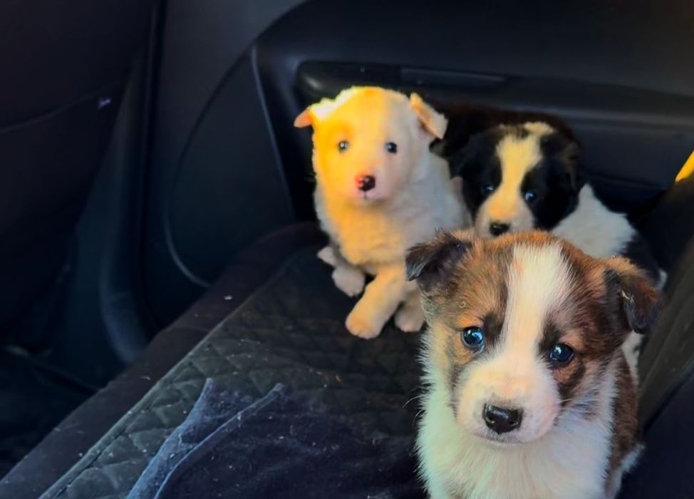 Щенки мальчики и девочки