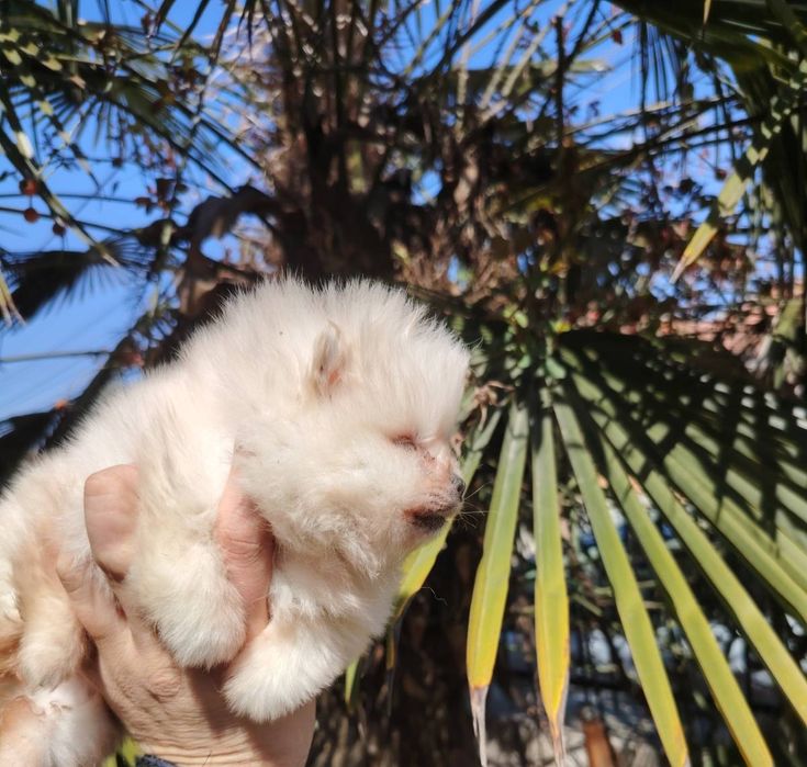 Мини-шпиц померан