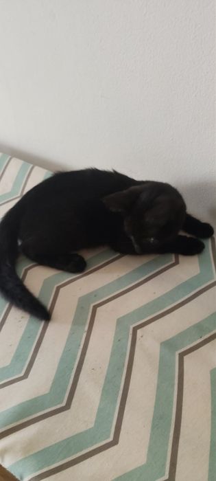 Dau două pisici spre adopție