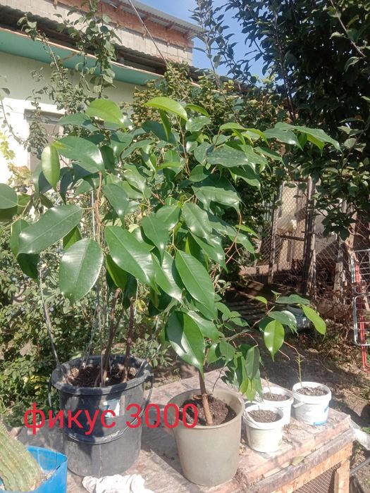 Продам комнатные цветы