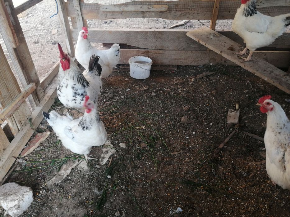 Жұмыртқа сатылады