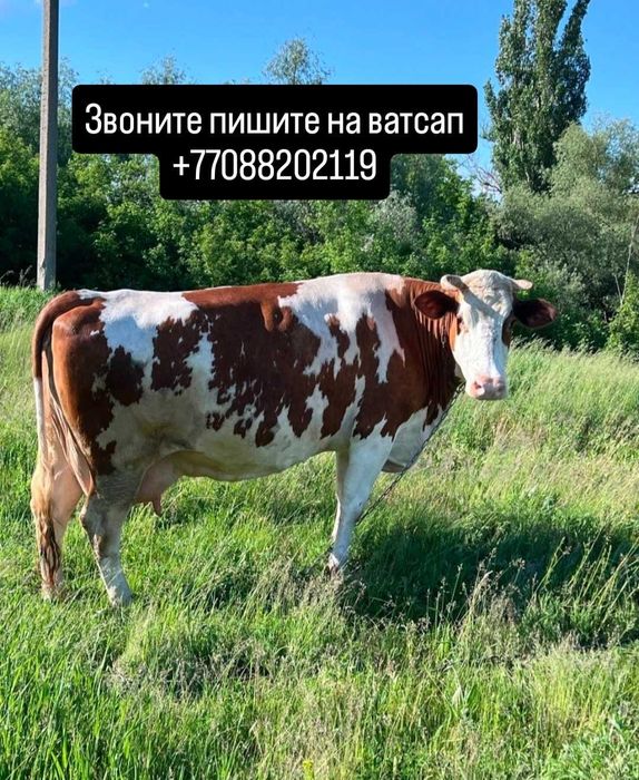 Бұзауы бар сиыр сатамын.