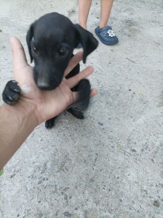 Spaniel охотник 150$