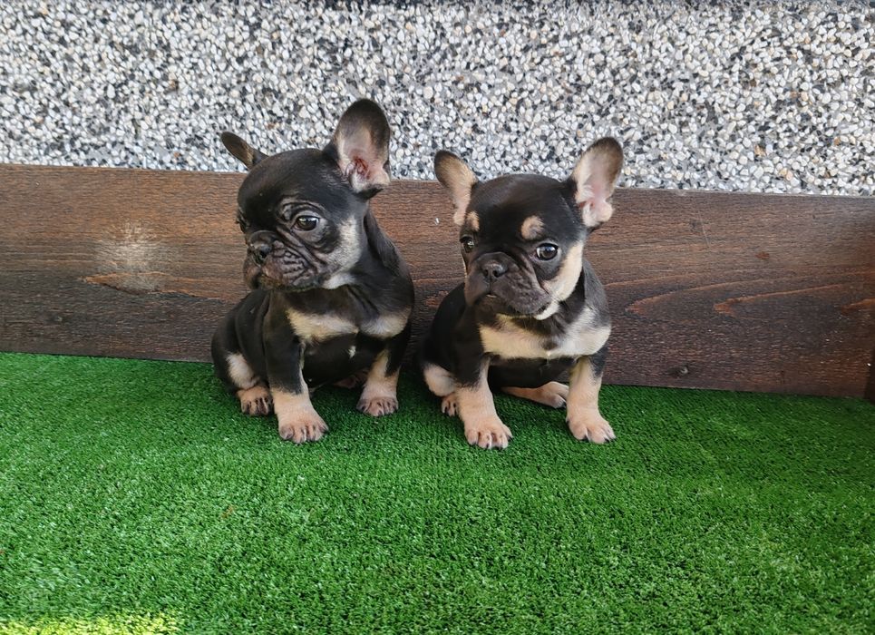 Френски   булдог