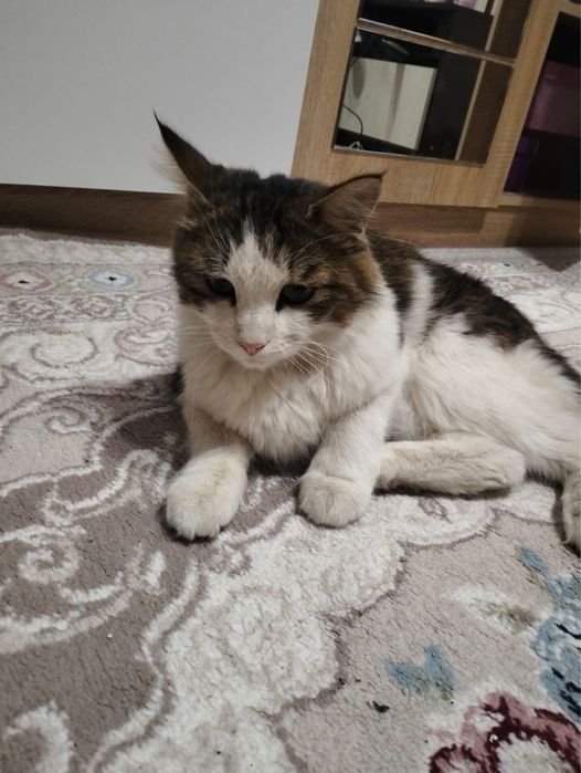 Кошка қолға уйренгеен