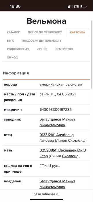 Кобыла бие рост 170 в холке