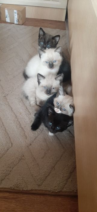 Котята Сиамские добрым людям