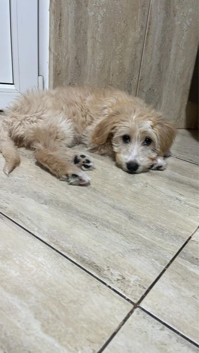 Catelusa pentru adoptie