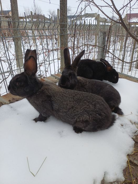 Uriaș de Transilvania.