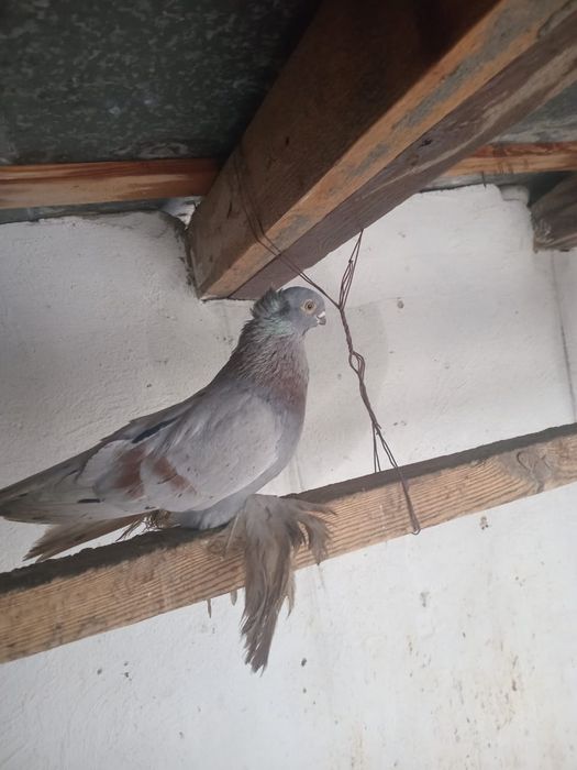 Продам пару, чубатых