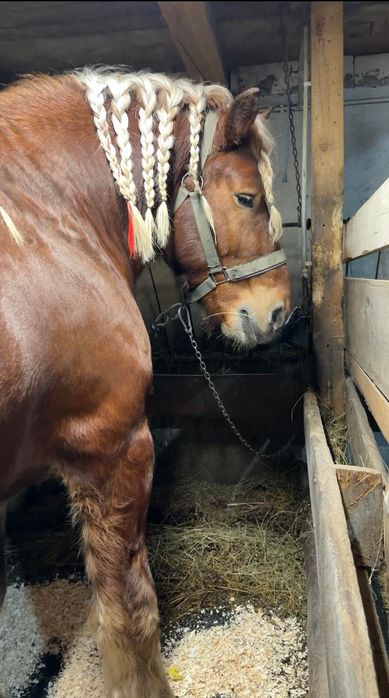 Armasar Comtois disponibil ptr Monta