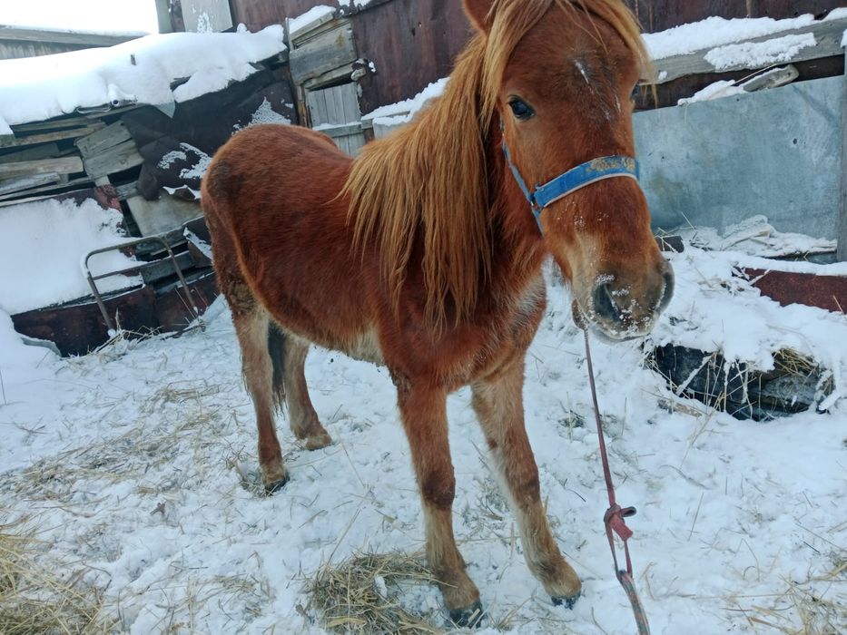 Продам Таи жеребчик торг уместин