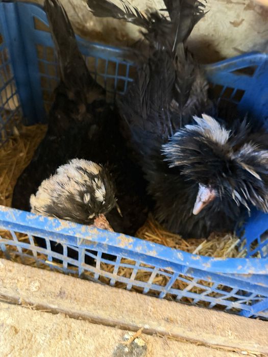 Vand oua motate olandeze