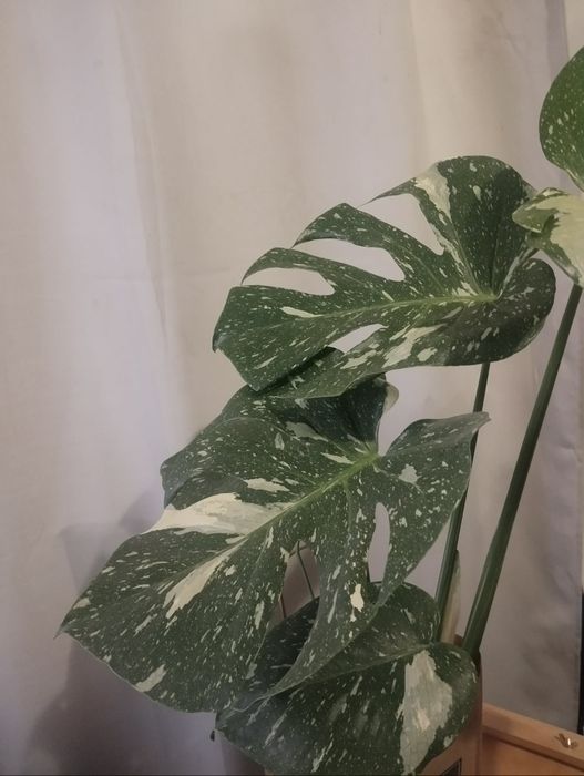 Monstera Thai Constellation