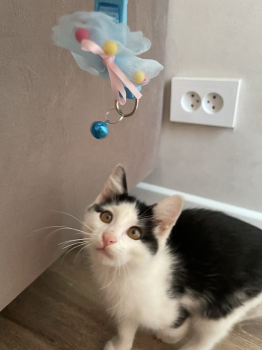 Котенок ищет дом