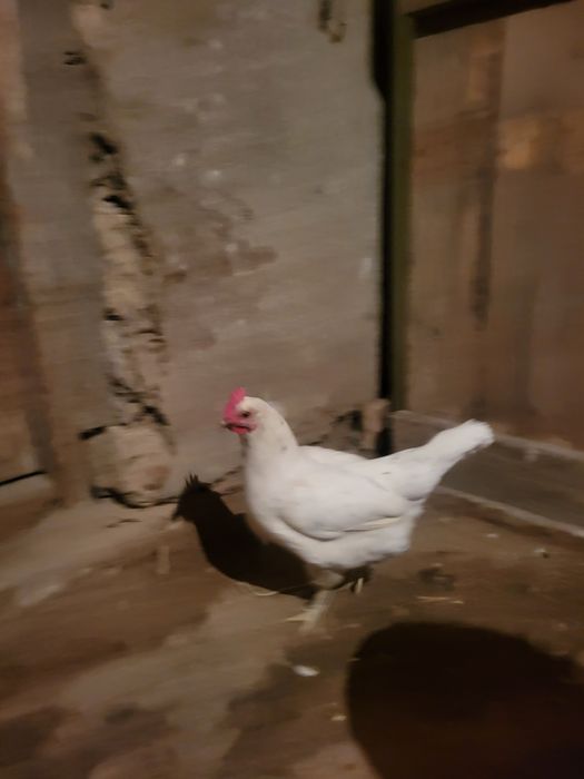 Осы тауықтар сатылады