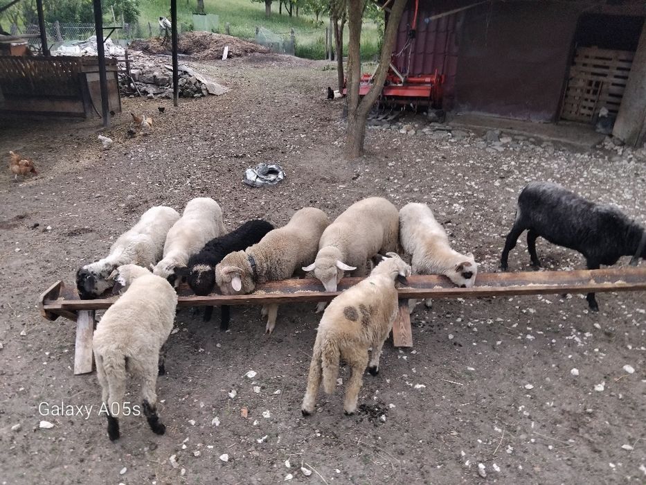 Cinci mieluțe de vânzare.