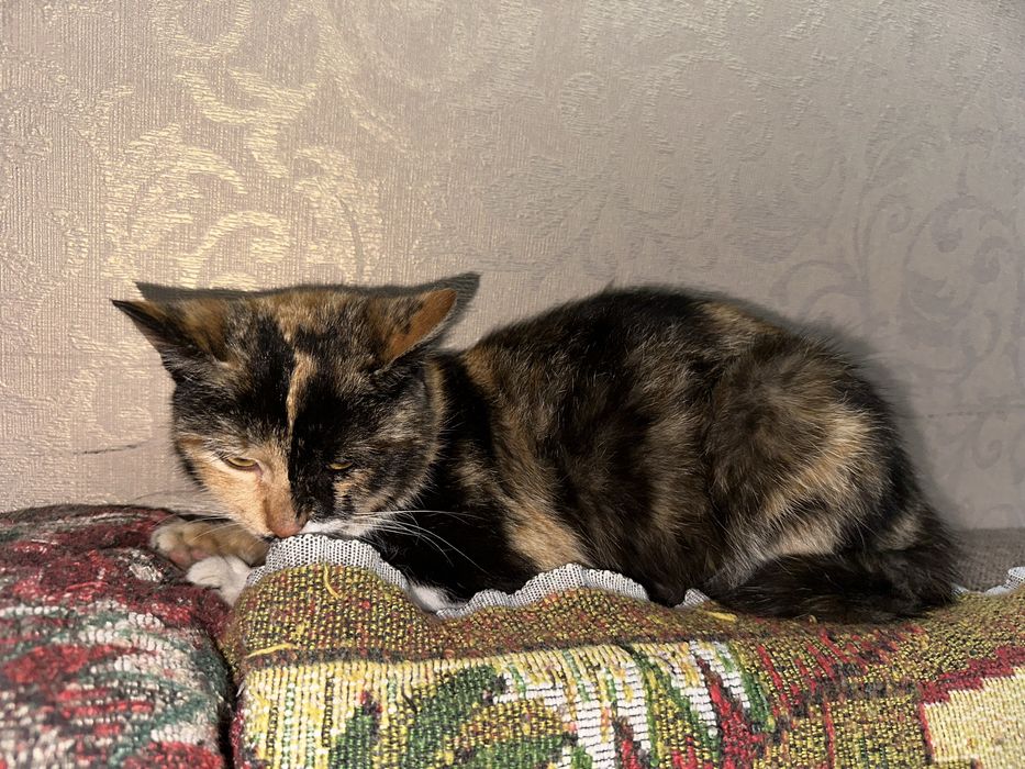 В добрые руки / Bepul mushuk