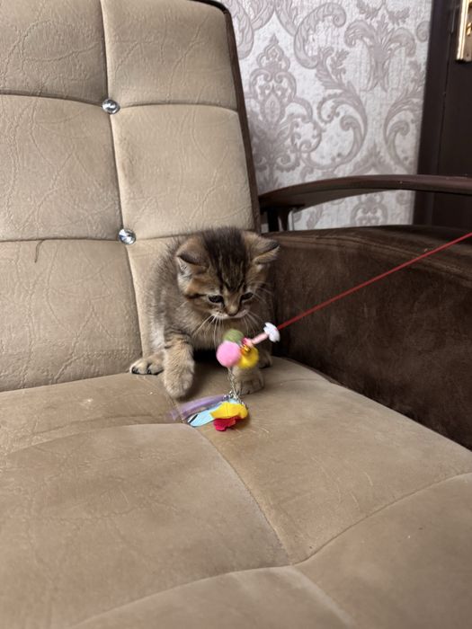 Срочно продается золотая  шиншила  от правильнлй вязки