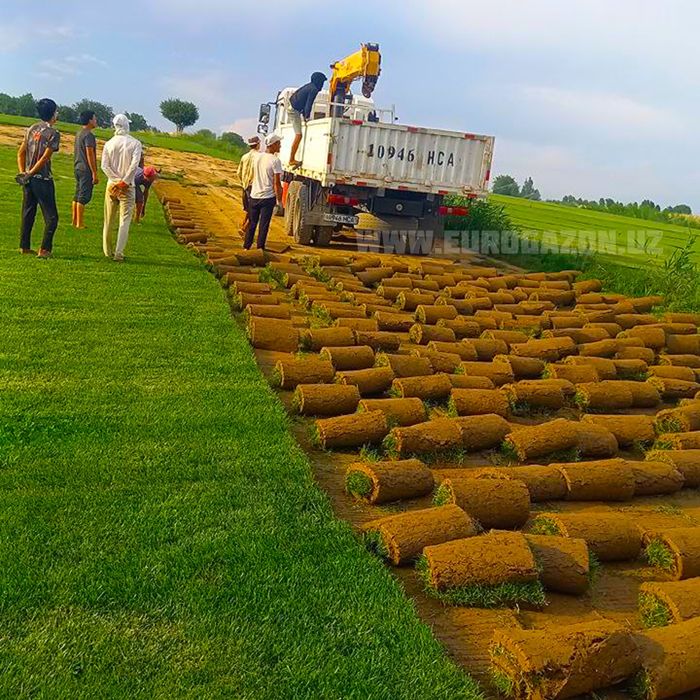 Рулонные газоны установка доставка а также оптом