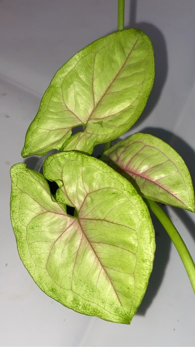 сингониумы по 500 тенге