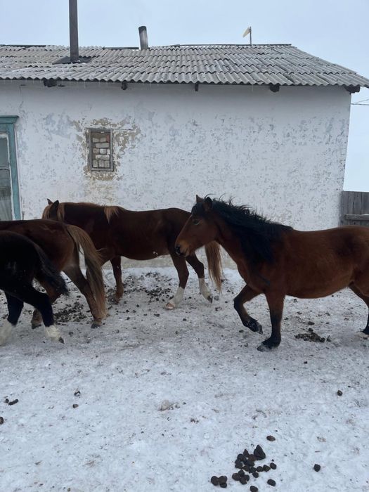 Жылқы бие сатылады Буаз Майда туады