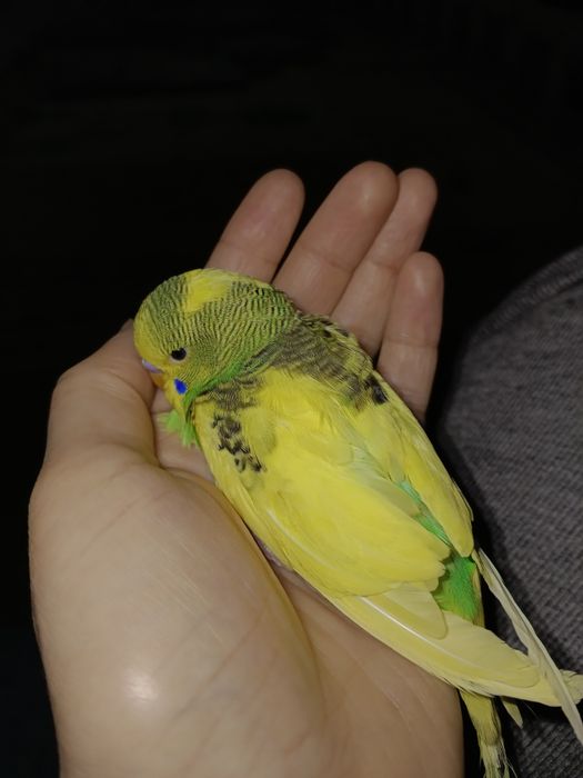 Попугай продается