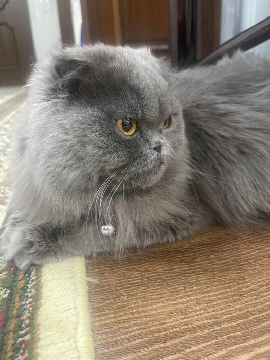 Скоттш фолд кошка