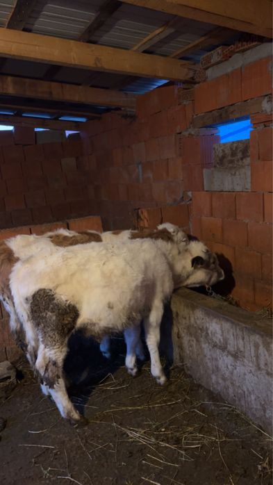 Vitei de 3 luni baltat si belgian