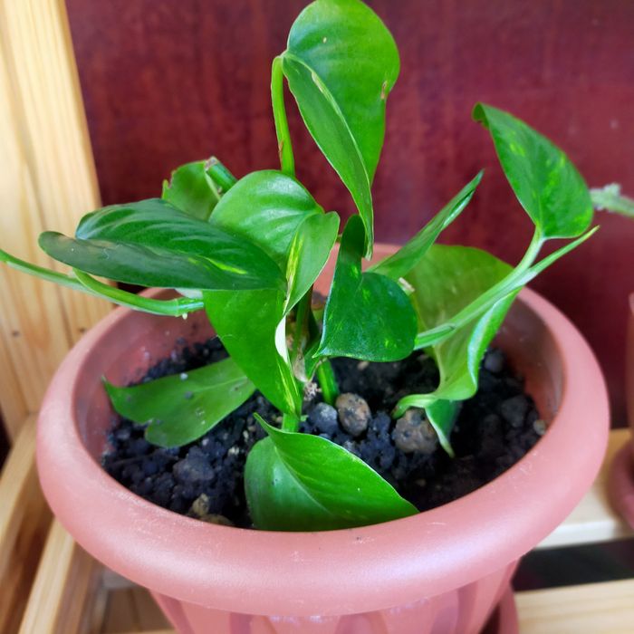 Продам комнатные растения