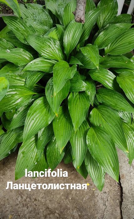 Хоста, вербейник монетчатый