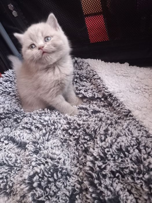 British shorthair blue si lilac