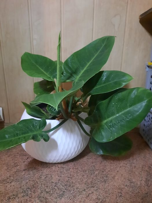 Продам Филодендрон