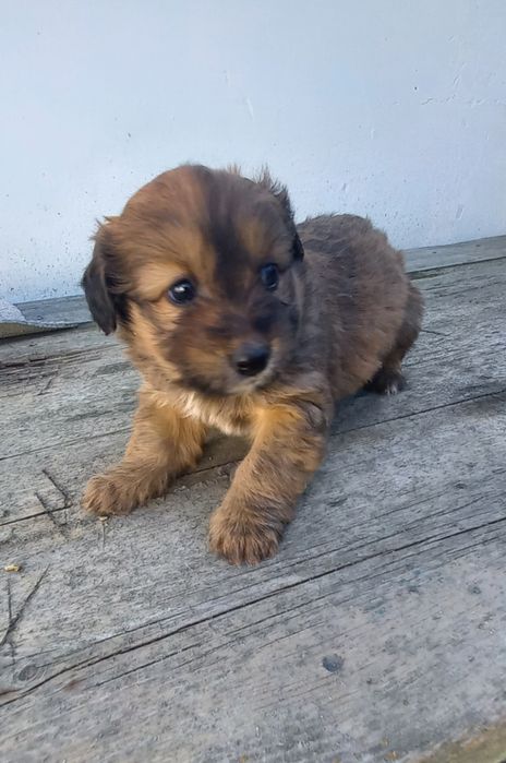 Отдам щенка-,девочку в добрые руки