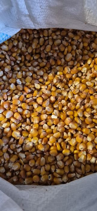 Vând porumb de mămăligă