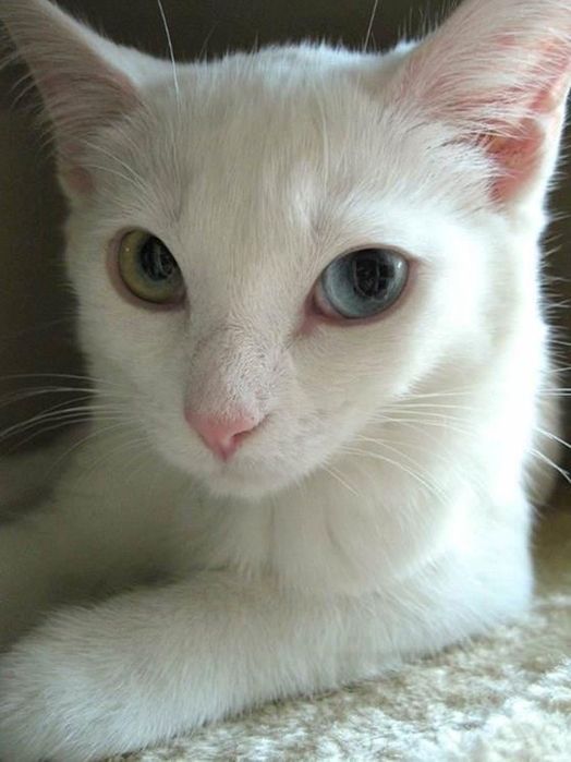 продаю кошку породистая