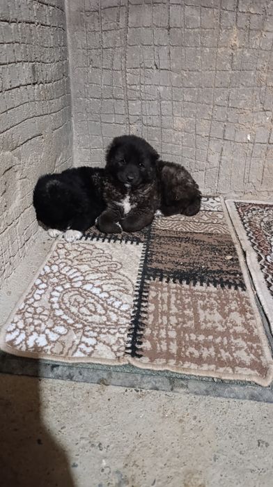 Alabay sotiladi zotiga jovob