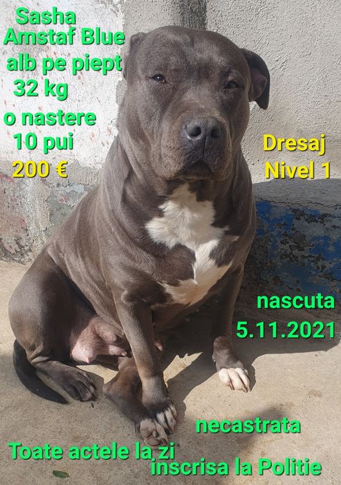Fata blue Amstaff