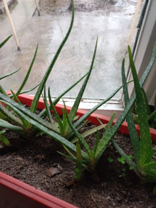 Алое вера лечебный