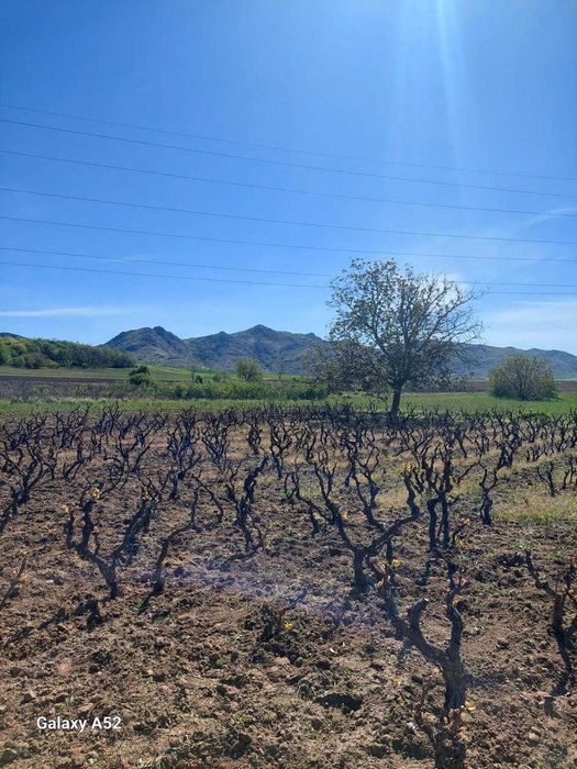 Casă + 6000 mp teren Măcin,Tulcea | Vie pe rod +Livada + proiect D+P+1 | Gaze