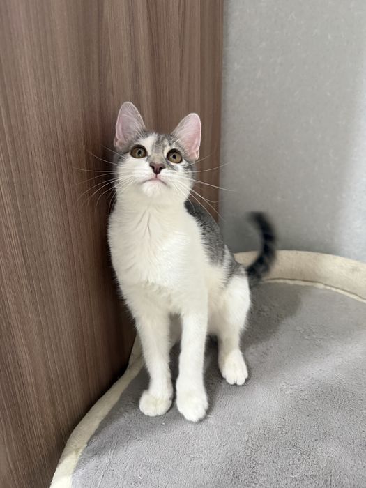 Котенок в добрые руки