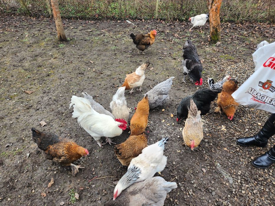 Ouă pentru incubat Australorp albastru,Sussex și alte rase vezi poze