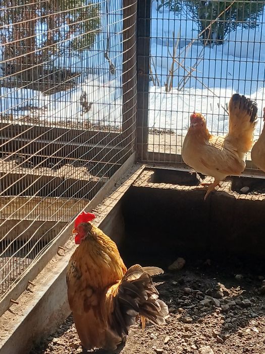 Продам  карликовых кур порода серама