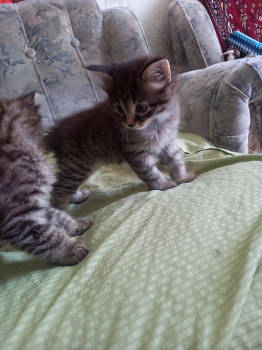 Отдам котят бесплатно
