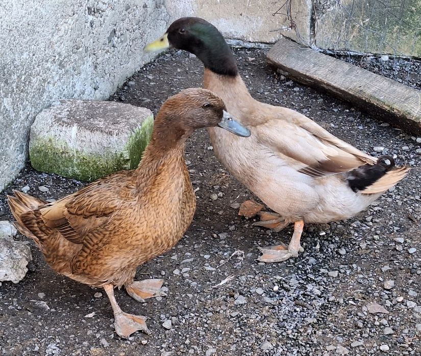 Rațe Khaki Campbell linie Italia (perechi)